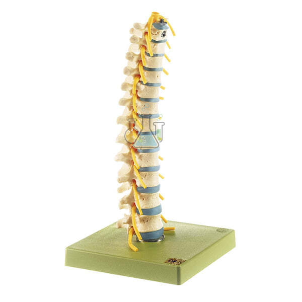 Thoracic Spine Model
